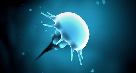 Image of one of the upcoming zen jellyfish.